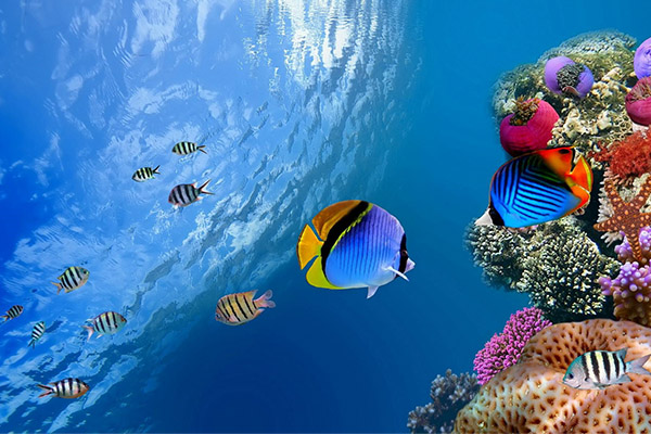 Fish collagen peptide