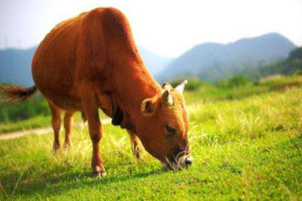 Bovine collagen peptide